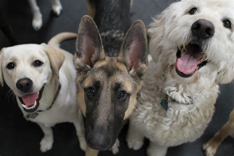 I have boarded five dogs at four paws pet resort, everything from senior dogs to puppies and rescue dogs. Gallery - Paws Pet Resorts