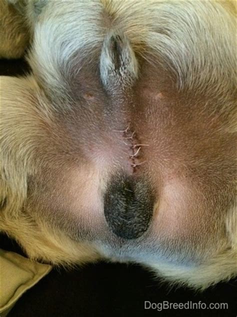 Learn more about cryptorchidism causes, symptoms, & treatment from aspen grove veterinary cryptorchidism is the medical term that refers to the failure of one or both testes (testicles) to. My dog eats poop what can i do, to get a dog fixed, how to ...