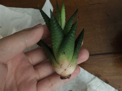 Barrel cactus roots should be trimmed to about 4 inches long prior to planting. My succulent lost all of it's roots