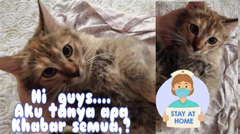 Ku toleh ke sisi engkau tiada di sampingku tapi lebih seringkali bertemu dalam mimpi semuka dengan sahabatku aku tanya apa khabar aku tanya apa khabar aku tanya apa khabar aku tanya apa khabar semua. #Catlover!! Aku tanya apa khabar semua?? #StayAthome # ...