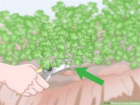 We did not find results for: 3 Ways to Prune Cilantro in 2020 | Pruning cilantro ...