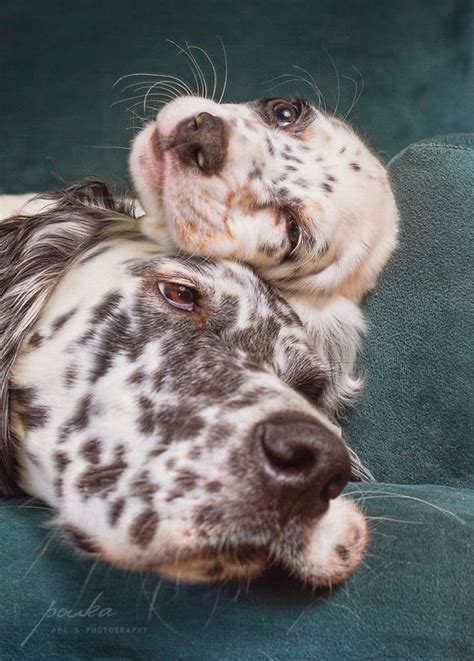 This dog breed was bred to hunt and track upland birds, like quail, pheasant, and grouse, over long distances. Pin by cindy bright on Setters | English setter puppies ...