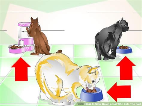 However, it's when your cat is vomiting repeatedly that you should start to get concerned. How to Slow Down a Cat Who Eats Too Fast: 9 Steps (with ...