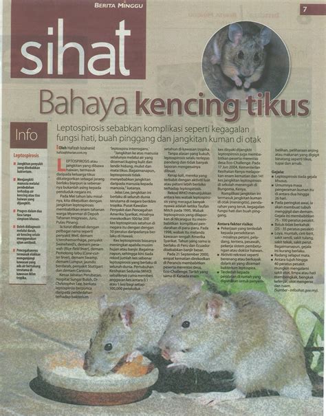 Selepas itu doktor mengesahkan dia terkena jangkitan kencing tikus. APAKAH ITU PENYAKIT KENCING TIKUS? - Perubatan - Kesihatan ...