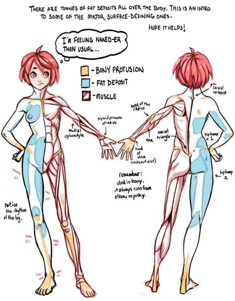 This is a table of skeletal muscles of the human anatomy. Female Body Drawing Reference at PaintingValley.com ...