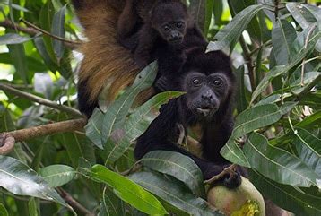 9.2 valorado por los clientes. The Nature and Wildlife in PachaMama Costa Rica