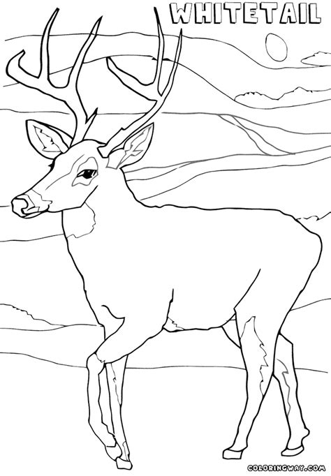 Find another picture on alphabet coloring pages, care bear coloring, and etc. Whitetailed Deer coloring pages | Coloring pages to ...