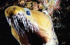 eel moray fangtooth deep sea animals water night dive scary ocean underwater eels teeth tiefseefische fang under tooth during fish