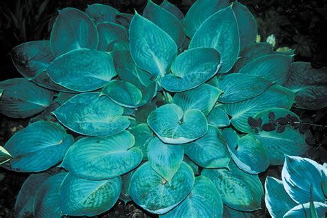 Hostas are perennials, which means they will come back bigger and better every year. Silver Moon Hosta