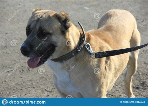 Download Fawn Color Central Asian Shepherd Dog Stock Image - Image of stands, exhibitors: 138746755