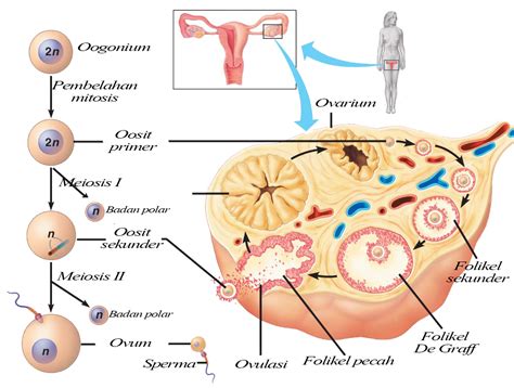 Keberadaan antara satu sel dengan sel yang lain 3. Oogenesis | Biologi Reproduksi