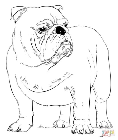 We have collected 37+ georgia bulldogs coloring page images of various designs for you to color. English Bulldog | Super Coloring | Bulldog drawing ...