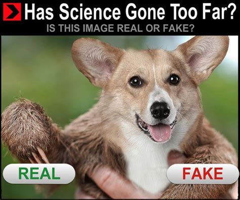 The earliest known instance with the caption has science gone too far? was submitted to funnyjunk1 by user stupot on january 31st, 2010, featuring a photograph of a seagull edited to have human on september 5th, a facebook6 page titled has science gone too far? was launched. Corgisloth - Hybrid Animals - Has Science Gone Too Far ...