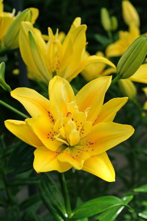 Games played, pick rate, win rate, and more. Lilium Fata Morgana - De Vroomen Garden Products ...