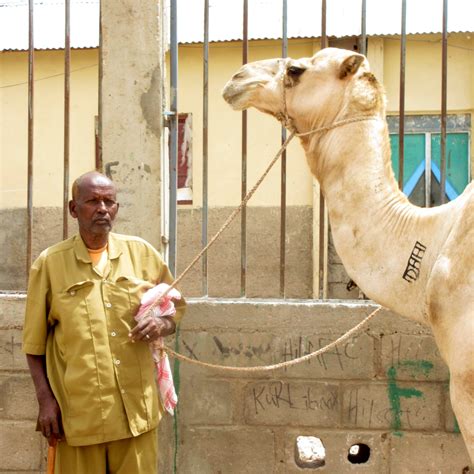 New text symbols created by uniting capitalized words or capitalizing one or more camelcase is the collective name for the following, whereas upper camel case is what camelcase means if not specified otherwise. SOMALILAND: A country that doesn't exist. - A BUS TO NOWHERE