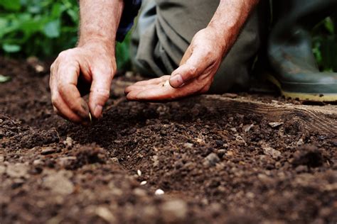 Set line bucket, shovel in the ground, planting tree and garden trowel spade or shovel. Determining the Proper Depth to Plant Seeds