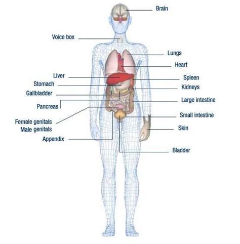 Contextual translation of peluk tubuh into english. Hasil gambar untuk gambar organ tubuh manusia perempuan ...