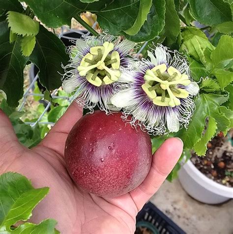 Why does this exotic fruit have such an enticing name? Passiflora Edulis (Purple Granadilla Passion Fruit ...