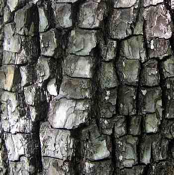 It's extracted by making small cuts in the birch bark and, once cut open, it. Possum Apples | Audubon