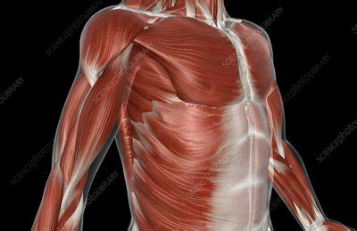 Consists of semispinalis and a number of short muscles that extend from one vertebrae to the next. The muscles of the upper body - Stock Image - C008/1449 ...