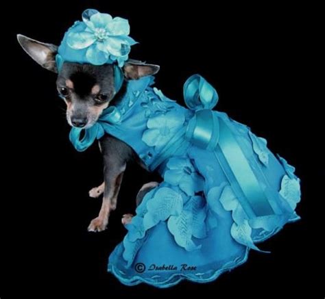 Check spelling or type a new query. Fashion Show Palm Desert 2013 Items for Sale - Dog Dresses, Pet Apparel, Designer Dresses | Dog ...