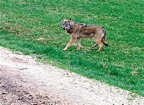 8 adressen zu tankstelle in marktredwitz mit telefonnummer, öffnungszeiten und bewertung gefunden. Wunsiedel/Marktredwitz: Das Beweisfoto - der Wolf ist da ...