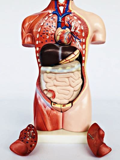 Discover the muscle anatomy of every muscle group in the human body. Female Torso 42cm - 15 Part IT033 - Anatomical Parts & Charts