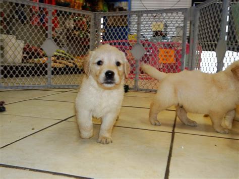 Powered by the pet lovers at. Golden Retriever Puppies Adoption Nc | PETSIDI
