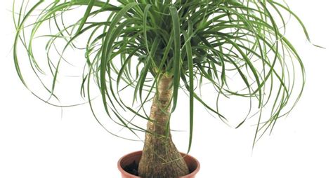 Vivaio mondo piante | vendita piante online per casa e giardino. La pianta mangiafumo