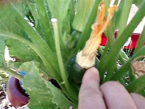 My sister and i started planting eight ball zucchini's about ten years ago. 2009June20 Eight ball zucchini - YouTube