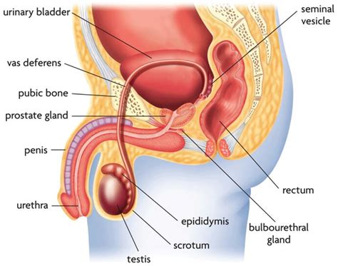All the internal organs fit inside the body, but also you can use them on their own. Male Internal Sexual And Reproductive Organ Diagram