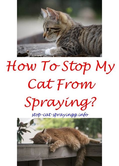 The house doesn't smell like it anymore, so the cat has to rectify that, and one way of doing that is by spraying. #catspraying do neutered female cats still spray - best ...