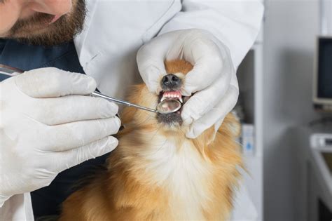 This article discusses the important components of the why anesthesia? Anesthesia Free Dental Cleanings for Pets: Too Good to Be ...