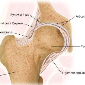 We did not find results for: (PDF) The Digital Pre-Operative Planning of Total Hip ...