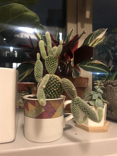 Cactus planted in a cup of coffee placed on a wooden table. My coffee cup cactus has decided to go mad - any ...