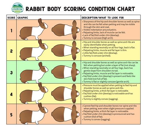 Can the animal climb up and down if the animal is able to move around freely, you should start by trying to identify possible entry points. Oxbow Animal Health | How to Tell If Your Rabbit or Guinea ...