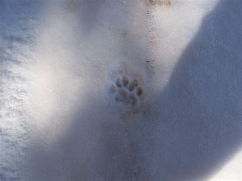 A bobcat can live without food for many days, but mountain. A Colorado Hunter's Life: Bobcat Tracks