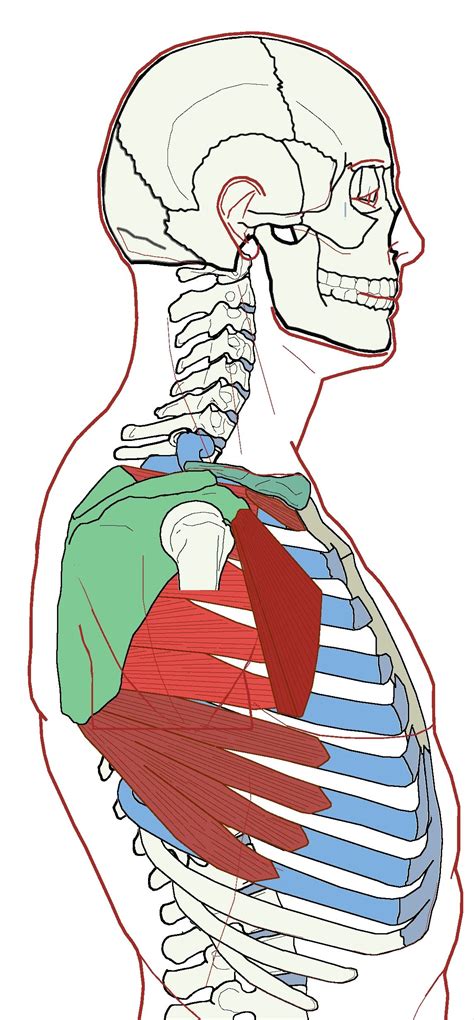 The video lesson will explain the basic drawing of a muscular man body type from. Extrinsic Chest Muscles - Functional Anatomy | Músculos ...