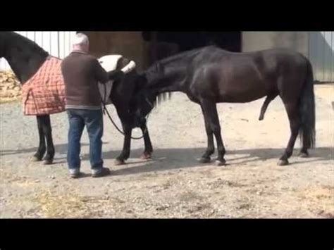 The black stallion movie clips: Black Horse mating 2013 - YouTube