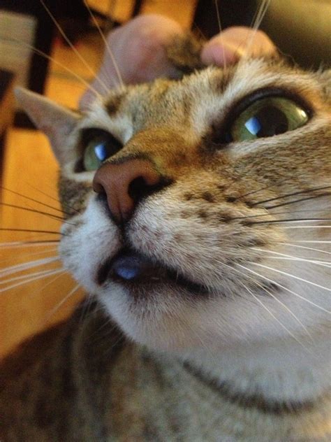 I've done a lot of looking on the internet, so i have a few ideas of what it might be, but it would be nice to get some advice from someone who actually knew. What's up with my cat's lower lip? It looks swollen ...