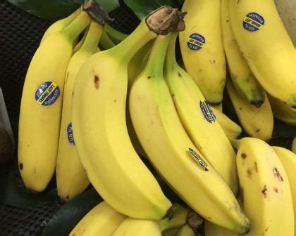 Lady finger banana, a variety of banana also known as sucrier, sugar banana, or date banana. Musa x paradisiaca Lady Finger | GardensOnline