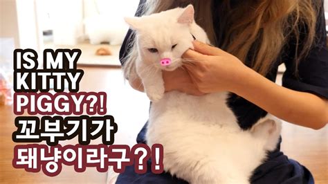 A promotion is the goal sought after by toons in order to fight a boss battle in a cog hq. 꼬부기가 돼냥이라구?! 돼지 고양이 오해풀기 IS MY CAT PIGGY? - YouTube