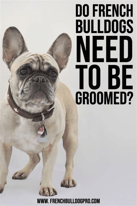 For example, do french bulldogs shed like pugs? Do French Bulldogs Need to Be Groomed? - FrenchBulldogPro