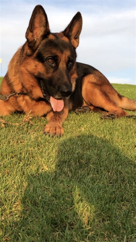 Maybe you would like to learn more about one of these? Pin by James Day on German Shepherd Dogs | German sheperd ...
