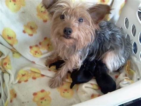 Find great deals on ebay for yorkie puppies for sale. Yorkie Puppies for Sale in Gladwin, Michigan Classified ...