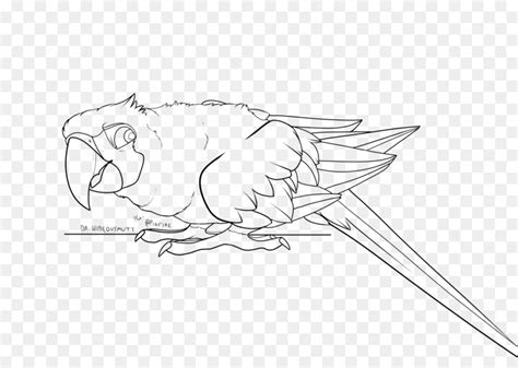 Pokok bunga burung merak wikiwand source: 10+ Ide Sketsa Gambar Burung Macaw - The Toosh