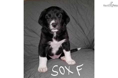 Browse dog breeds and puppies for sale from a to z. Sox Mastiff Puppy For Sale Near Minneapolis St Paul Luke Skywalker Great Dane Puppy For Sale ...