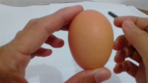 Kumpulan gambar hitam putih bw untuk diwarnai sumber. Contoh Gambar Mewarnai Cangkang Telur Ayam - KataUcap