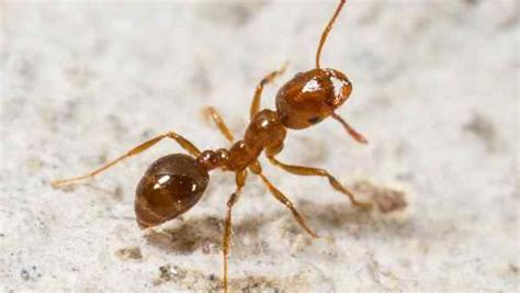 We're here to offer our professional products and advice for all your pest control and lawn care needs. Blog - Why Do-It-Yourself Ant Control Often Fails In Plano