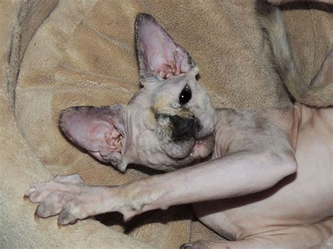 Post your best sphynx cat pictures! Nellie Bean, just a few months old. | Purebred cats ...